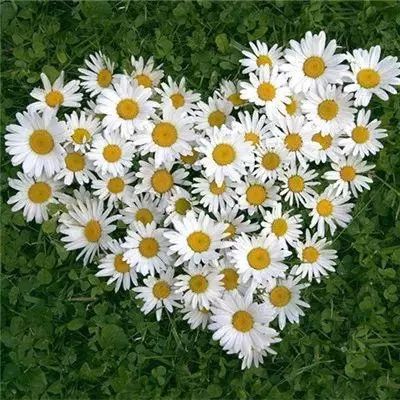 火狐电竞app下载